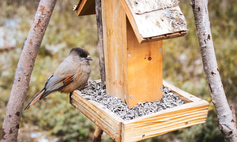 Feeding birds