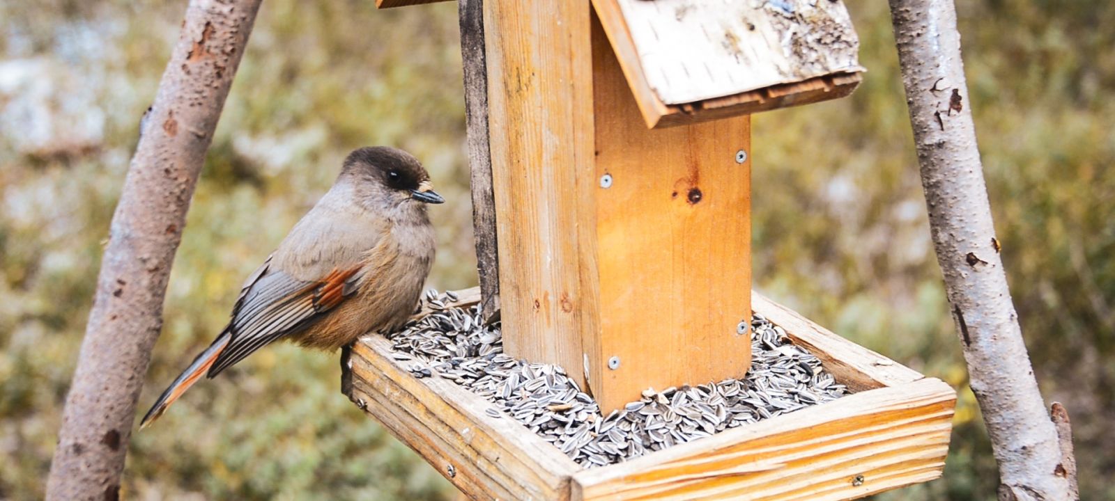 Feeding birds