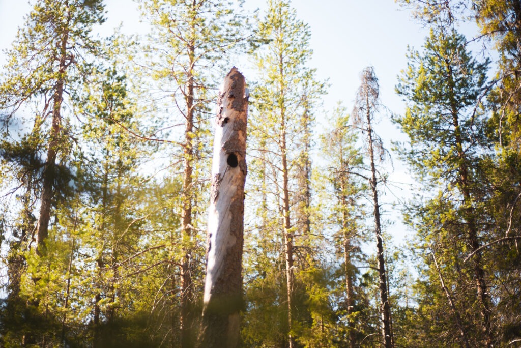 Natural nesting cavities carved by woodpeckers